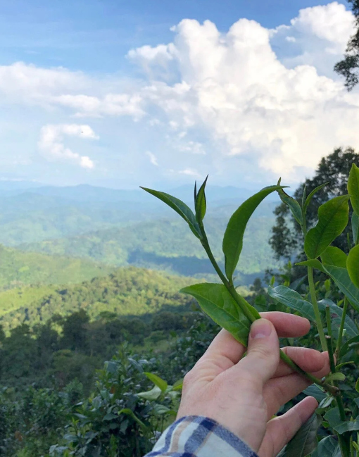 London Fog Concentrate