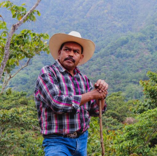 Mexico Chiapas SHG - Driven Coffee