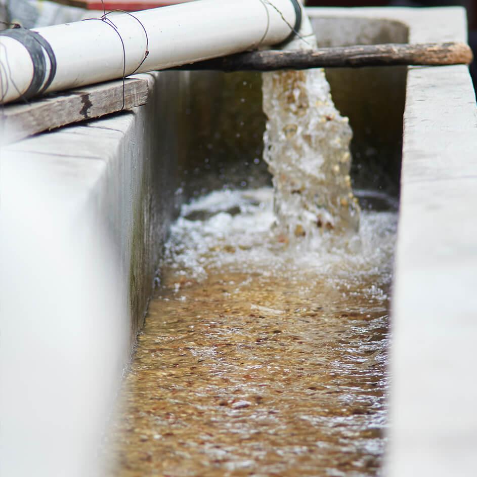 Mexico Chiapas SHG - Driven Coffee