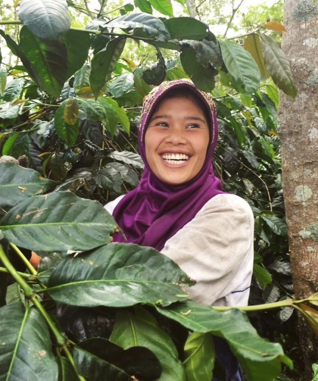 Picking Coffee Sumatra